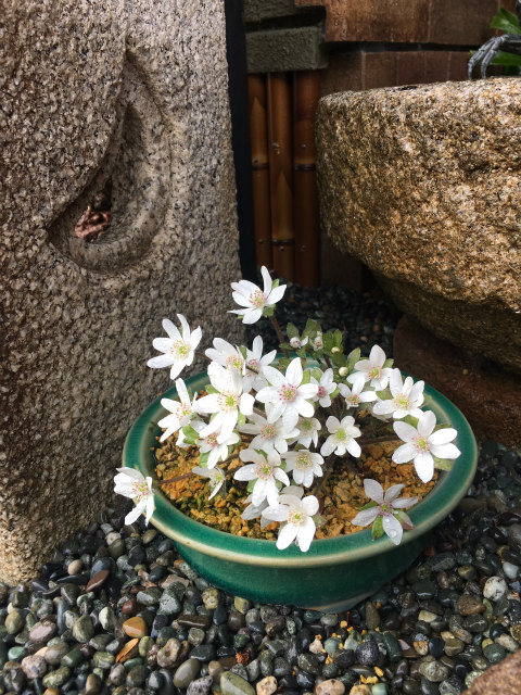 作品集・葉月園